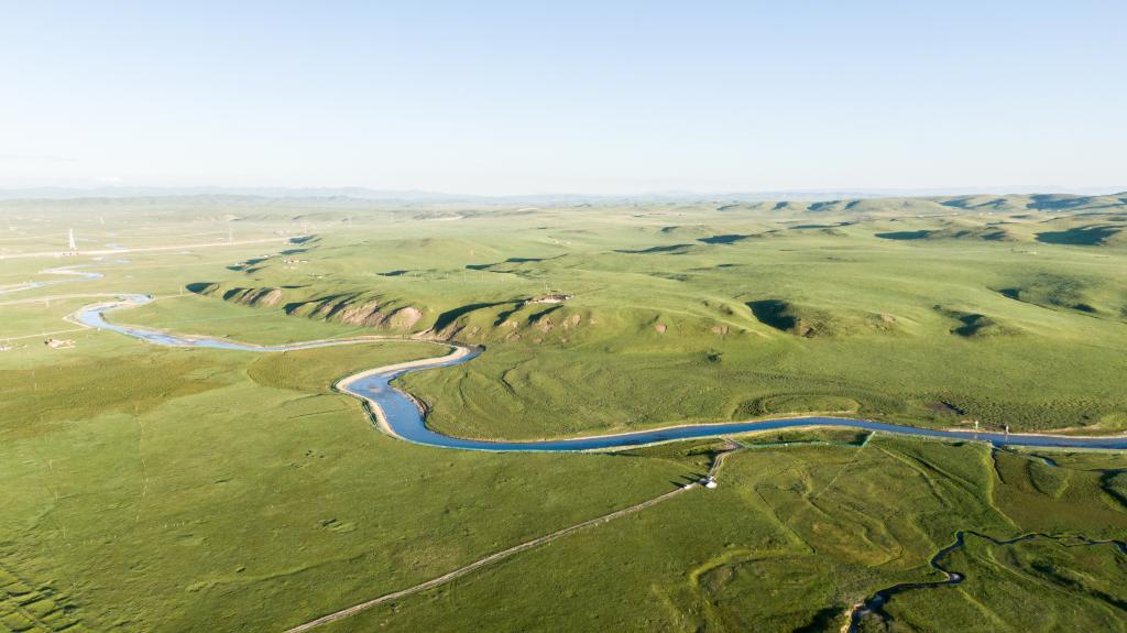 青海泽库：夏日草原牧牛羊