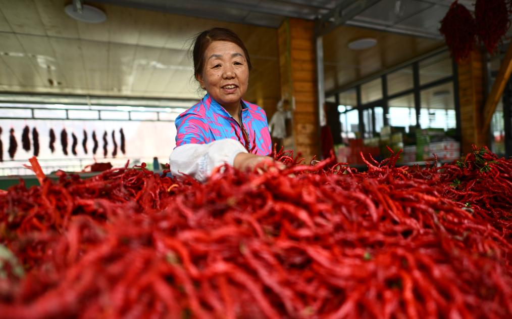 青海循化：線(xiàn)辣椒豐收
