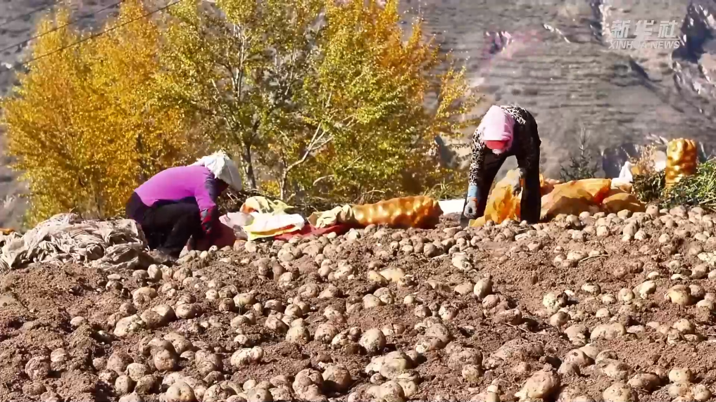 青海互助：馬鈴薯迎豐收