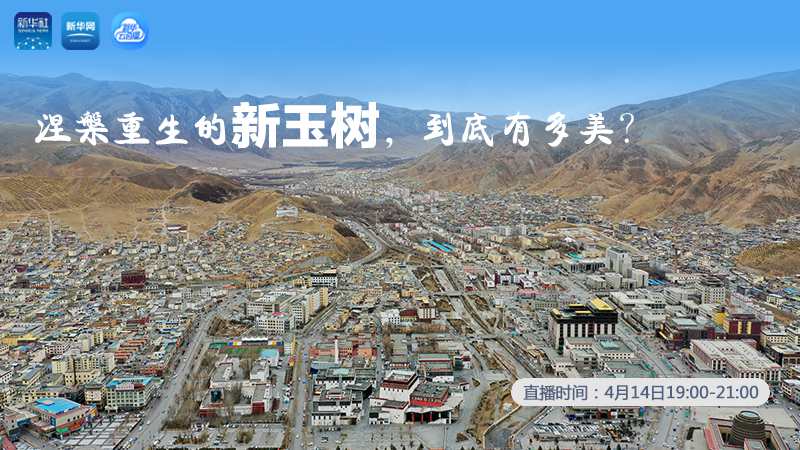 涅槃重生的新玉樹，到底有多美？