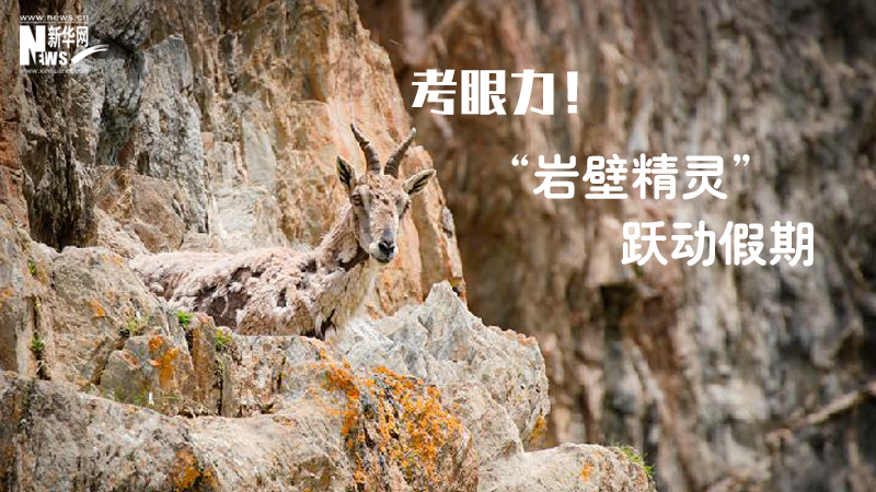 三江源慢直播丨考眼力！“巖壁精靈”躍動假期