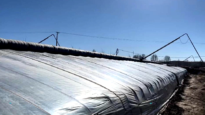 新鮮！青藏高原長出“熱帶水果”