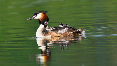 超有愛！看西寧北川河濕地公園鳳頭??花樣“遛娃”