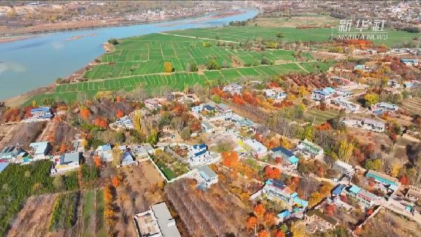 青?；。喝f(wàn)畝冬小麥染綠黃河畔