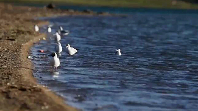 世界野生動(dòng)植物日，帶您到青藏高原領(lǐng)略“野生動(dòng)物家園”