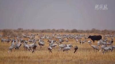 壯觀！遷徙灰鶴“備降”青海都蘭