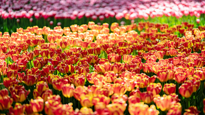 顏值爆表！青海西寧開(kāi)啟“花城”模式